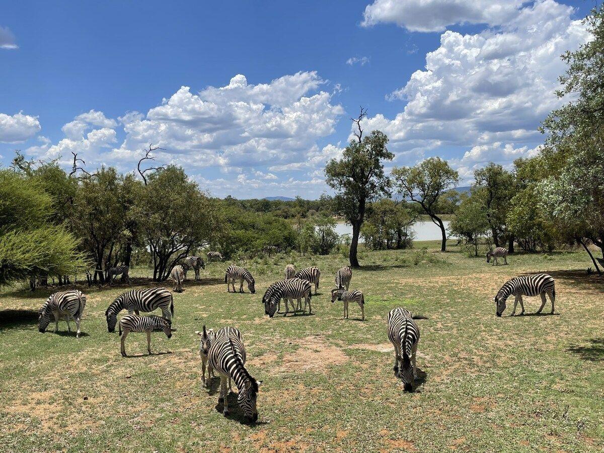 Zebra grazing in the bushveld, with the water beyond
