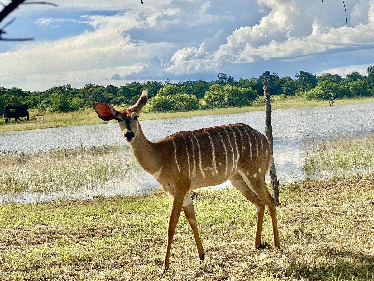 A nyala ewe at the water's edge