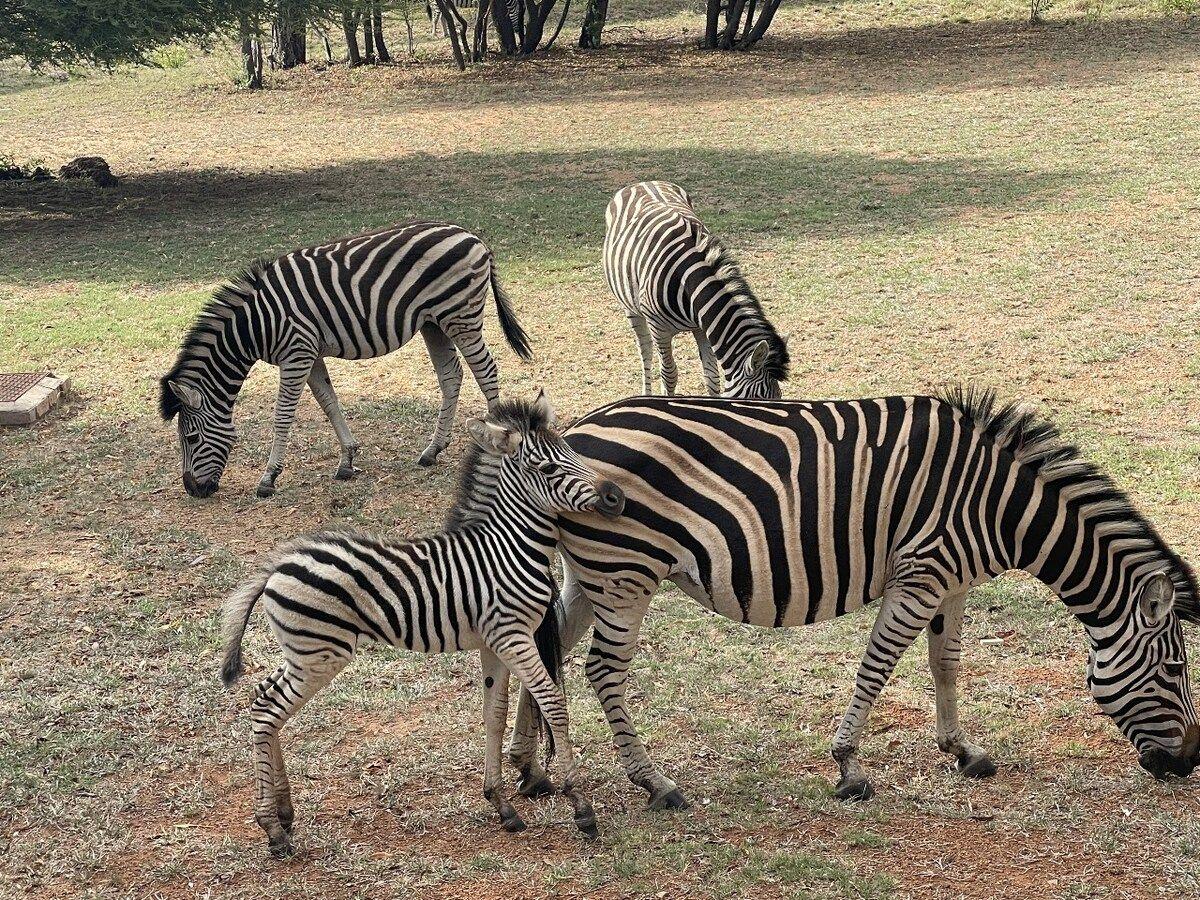 Zebra up close on the estate